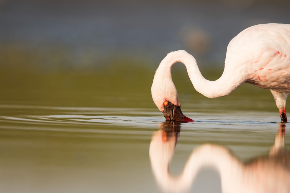 white swan on water during daytime