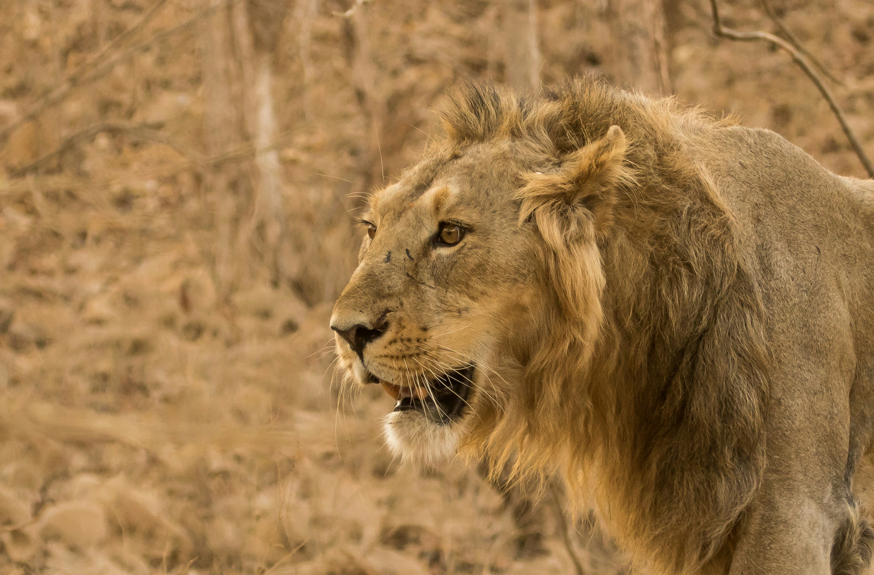 Portrait of Asiatic Lion.