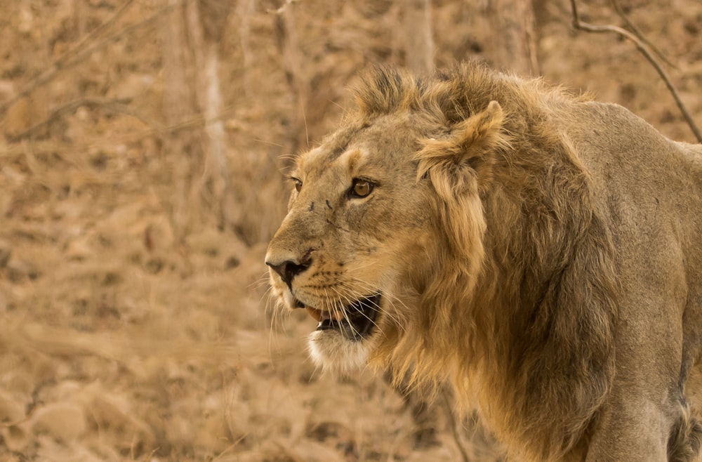 brown lion on brown grass field during daytime