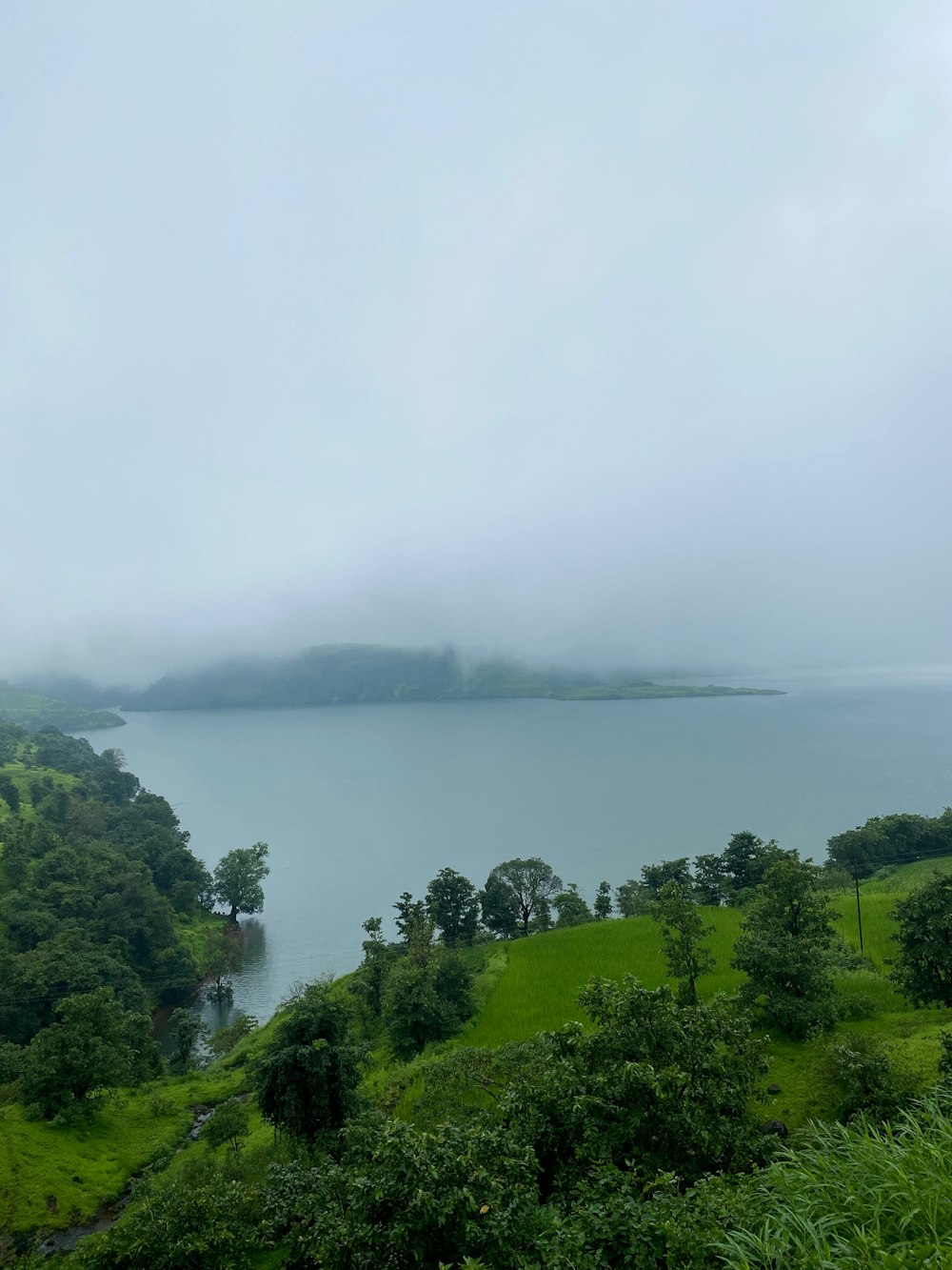 green trees near body of water during daytime