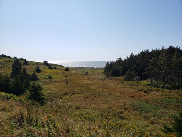 green grass field near ocean in Nova Scotia, Canada