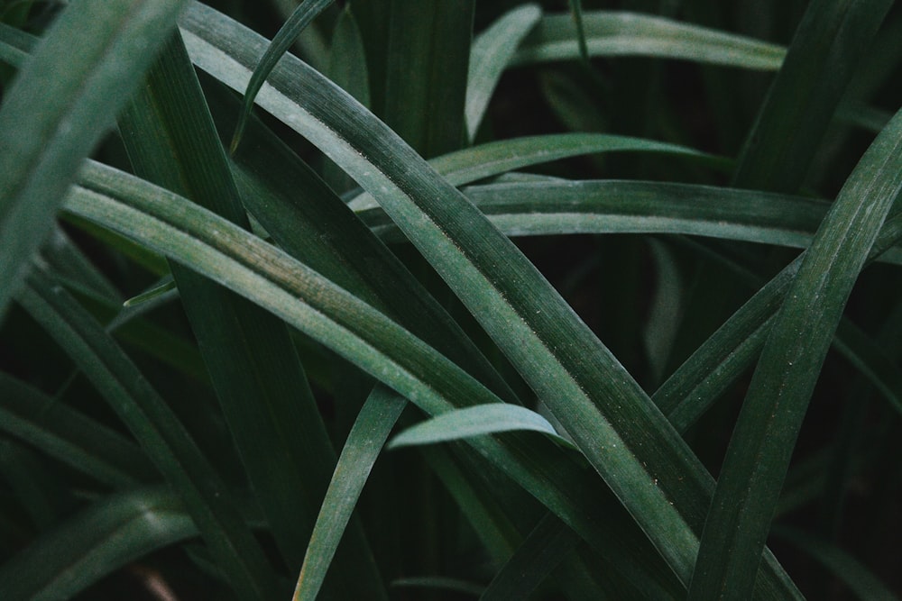 green leaf plant in close up photography