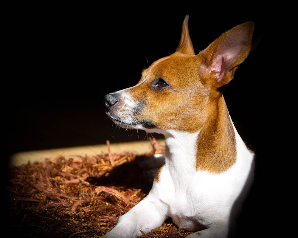 brown and white short coated dog on brown dried leaves