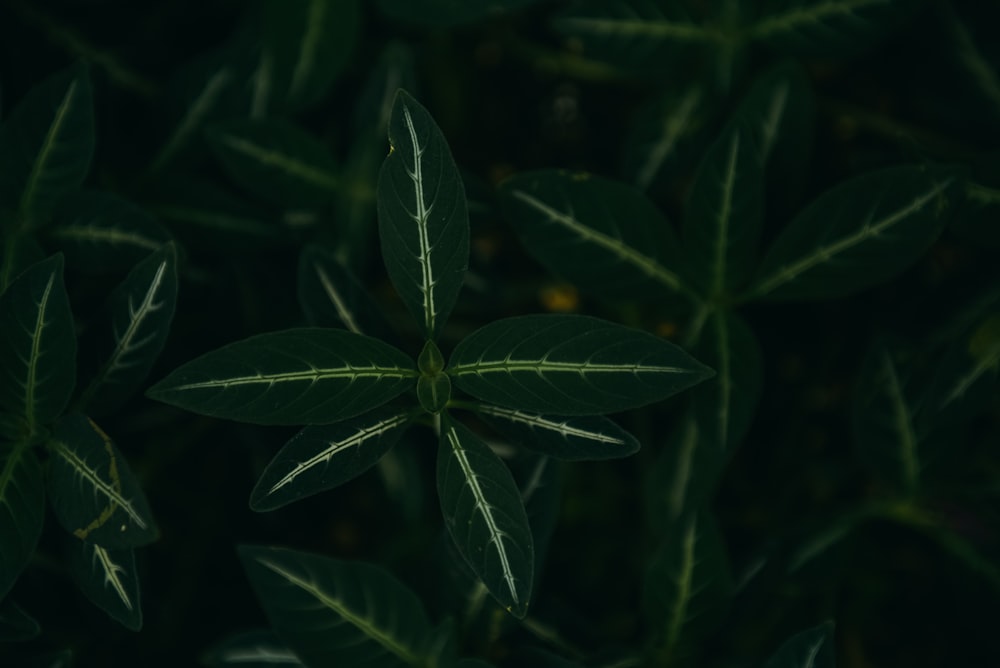 Hojas verdes en fotografía de primer plano