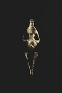 A skeletal structure of an animal, likely a skull and spine, positioned vertically against a dark background. The lighting accentuates the textures and contours, creating a striking contrast.