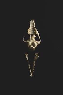 A skeletal structure of an animal, likely a skull and spine, positioned vertically against a dark background. The lighting accentuates the textures and contours, creating a striking contrast.