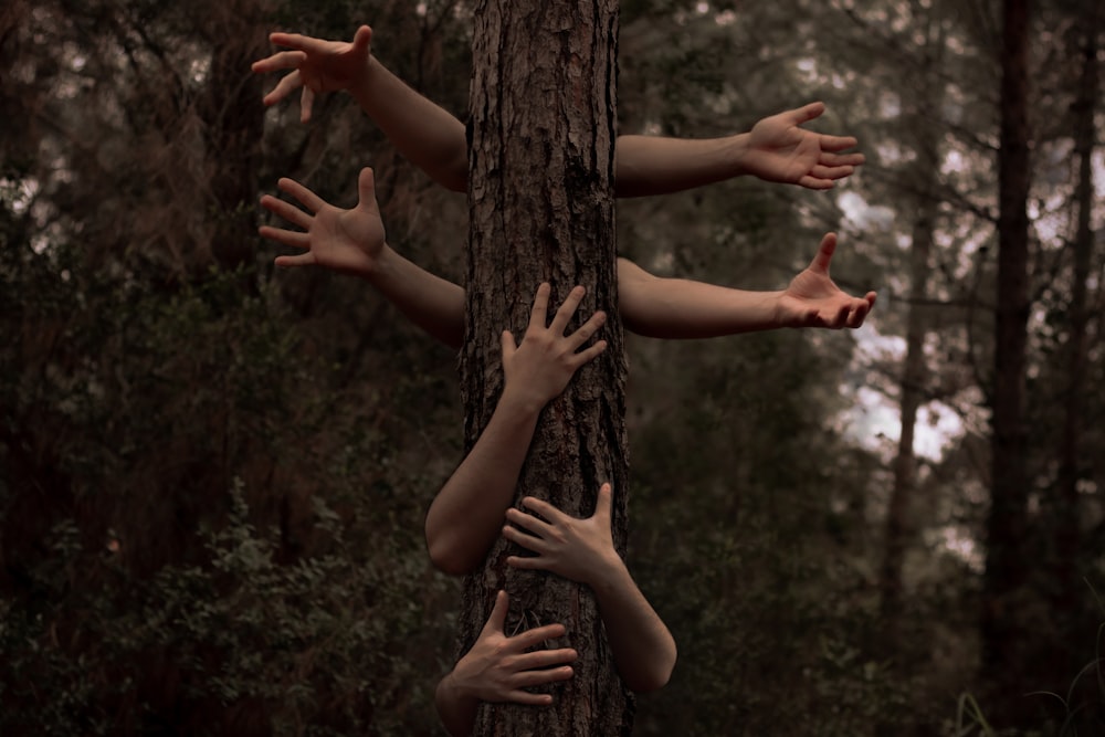 person holding brown tree trunk