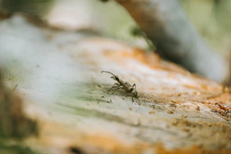 Close-up of a termite crawling on wooden surface in a home.