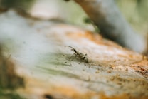 A close-up view of a small insect, possibly a beetle or ant, crawling on a textured surface that appears to be a piece of wood. The foreground is in sharp focus, while the background is soft and out of focus, creating a shallow depth of field.