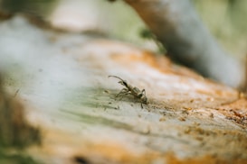 A close-up view of a small insect, possibly a beetle or ant, crawling on a textured surface that appears to be a piece of wood. The foreground is in sharp focus, while the background is soft and out of focus, creating a shallow depth of field.