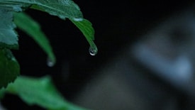 A close-up of a green leaf with a water droplet hanging from its tip against a dark, blurred background. The image conveys a sense of tranquility and focus on nature's small details.