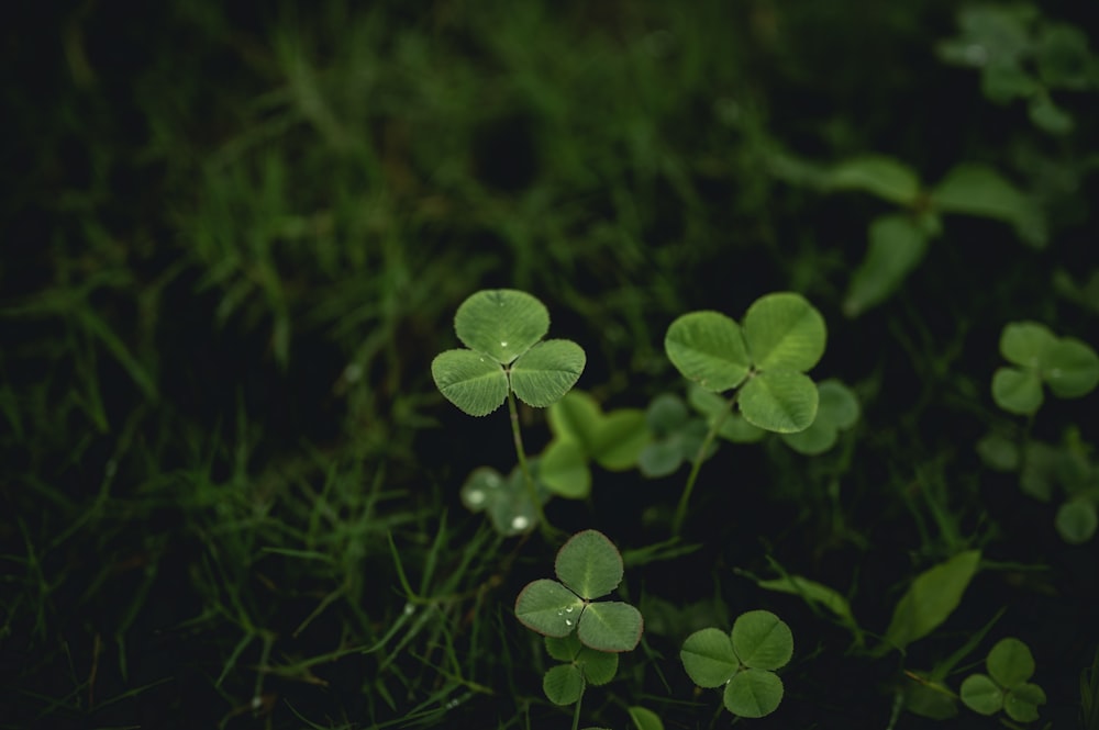 green plant in close up photography