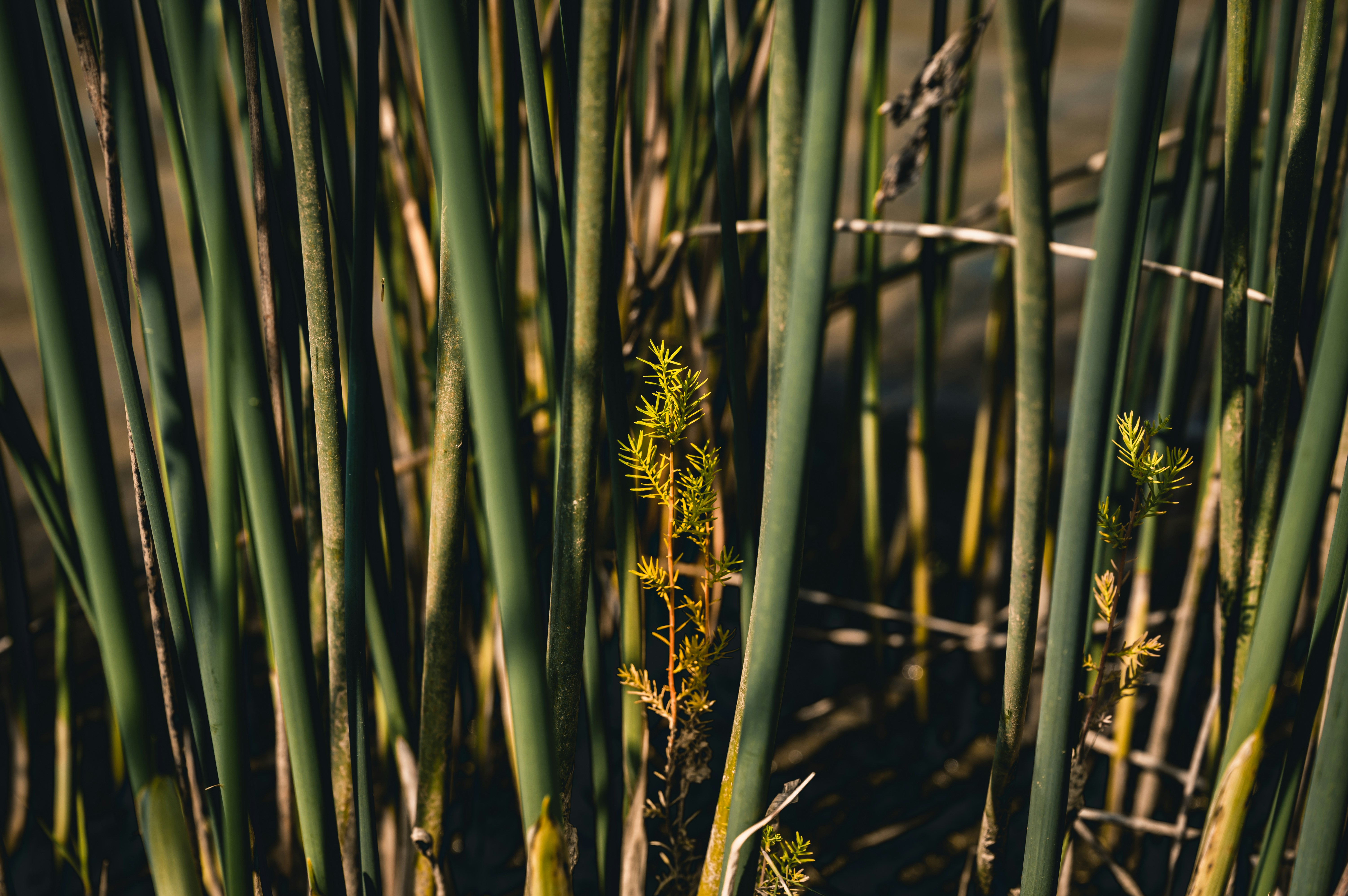 Photo by chuchongju