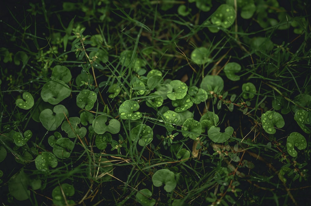 green leaves on brown soil