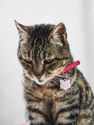 brown tabby cat with pink collar