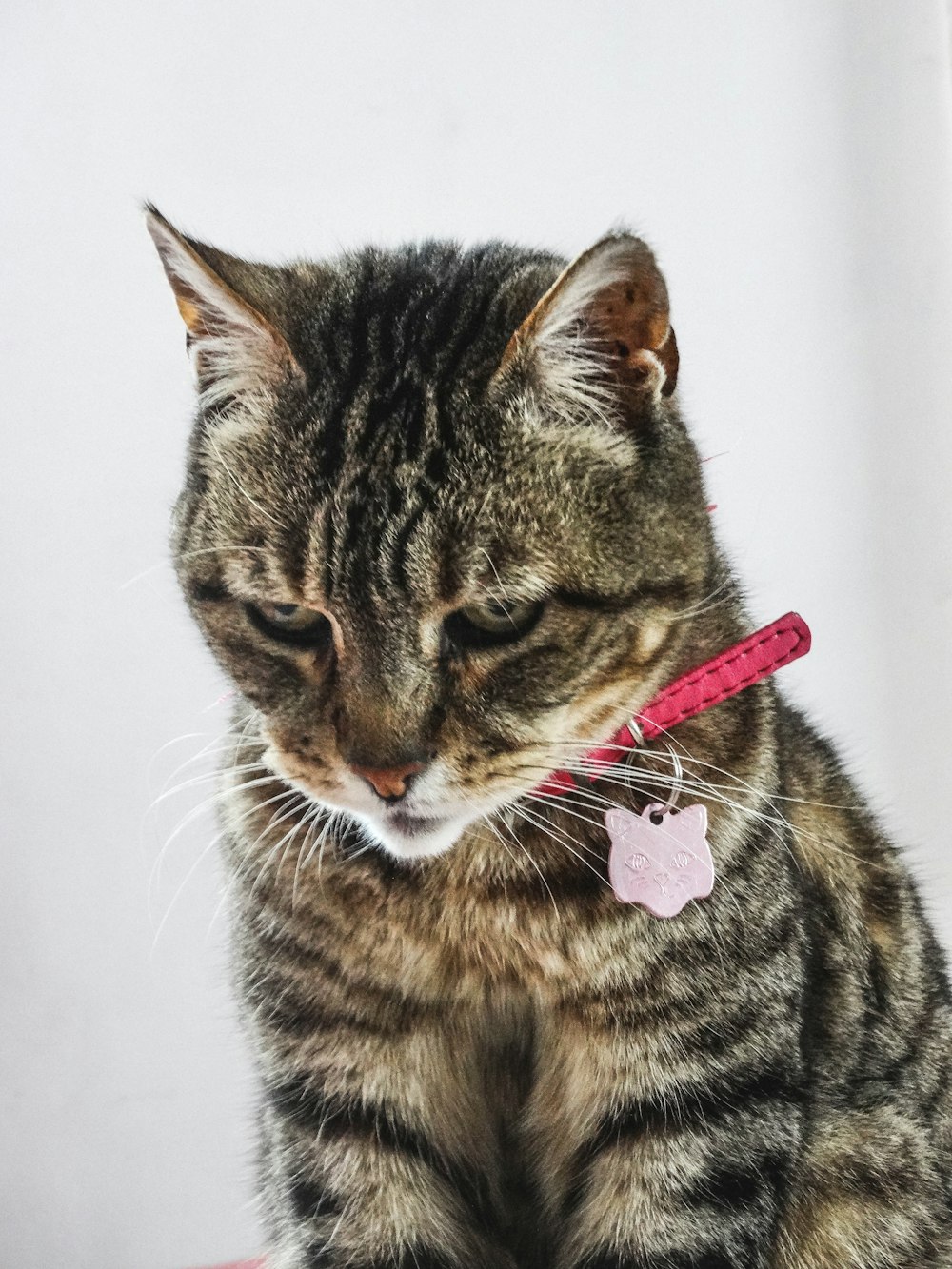 brown tabby cat with pink collar