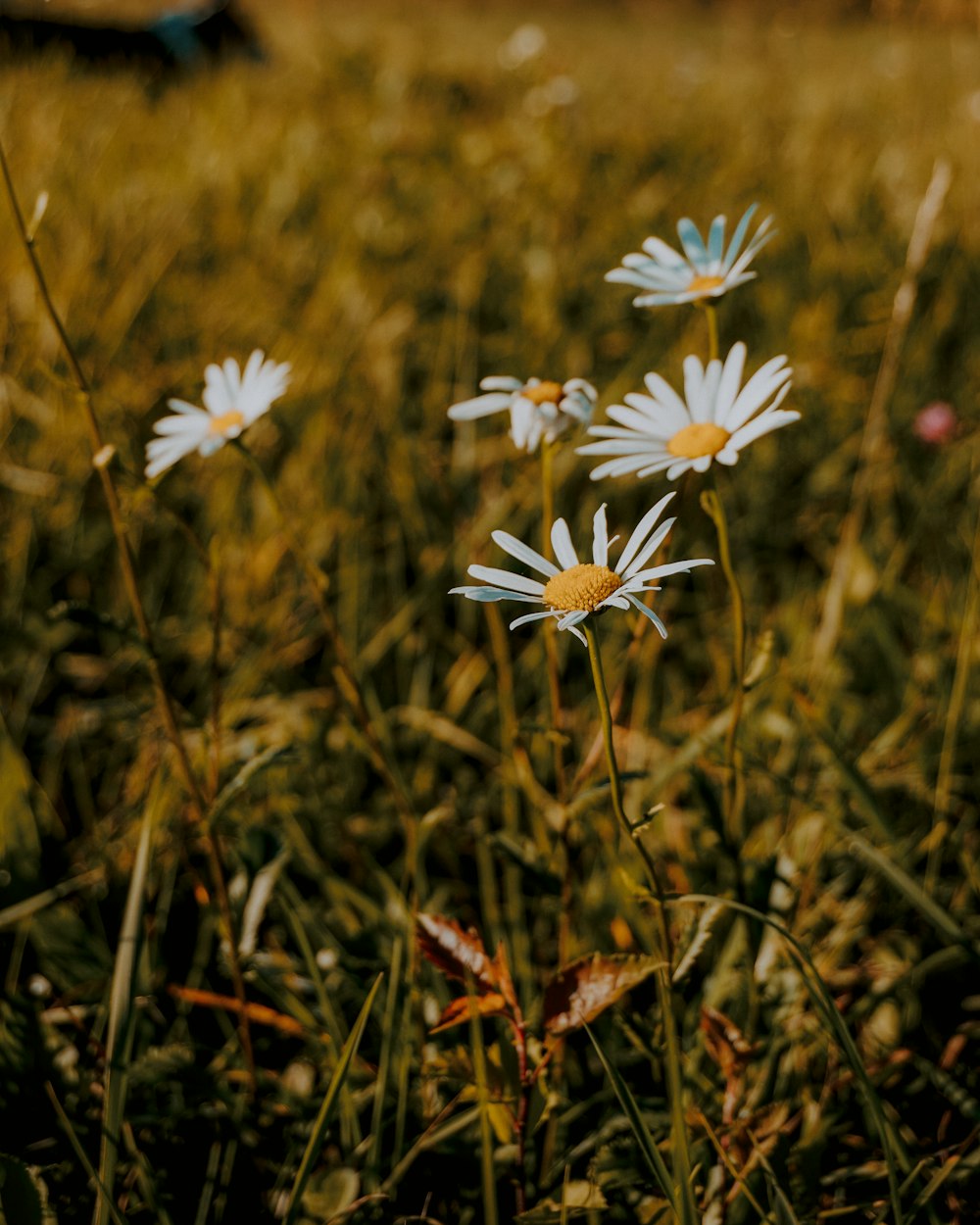 white daisy in bloom during daytime