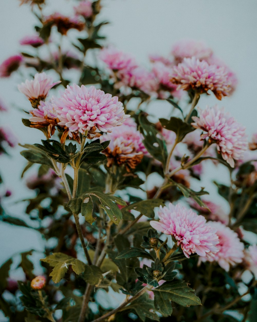 pink flowers with green leaves