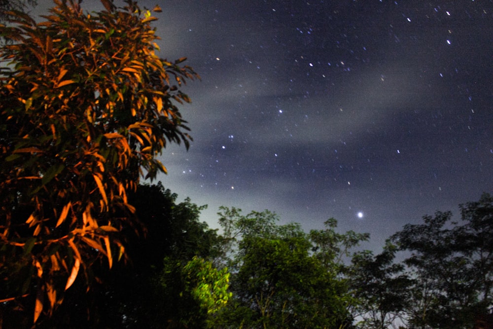 green trees under starry night