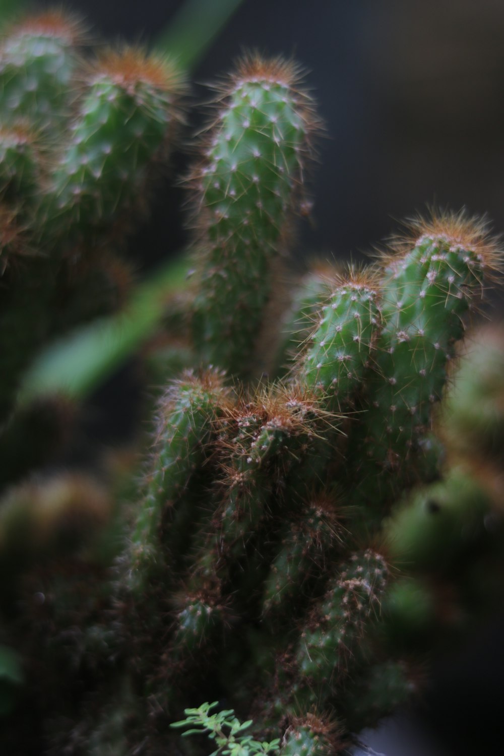 green pine tree in close up photography