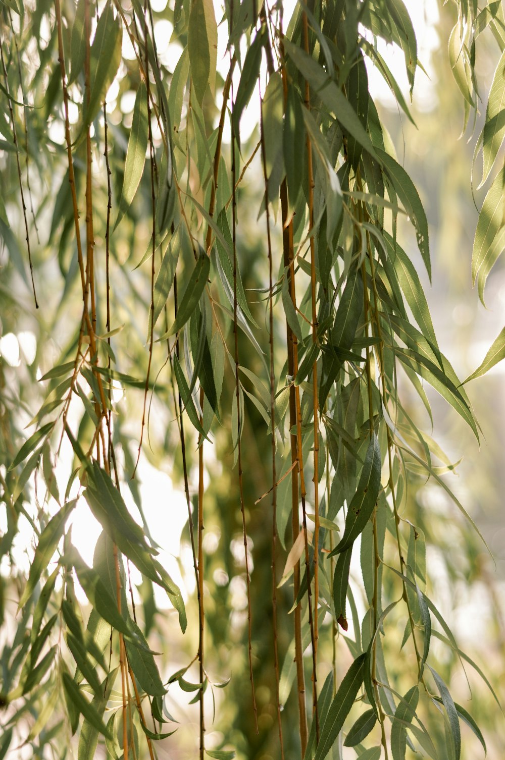 green and brown plant during daytime