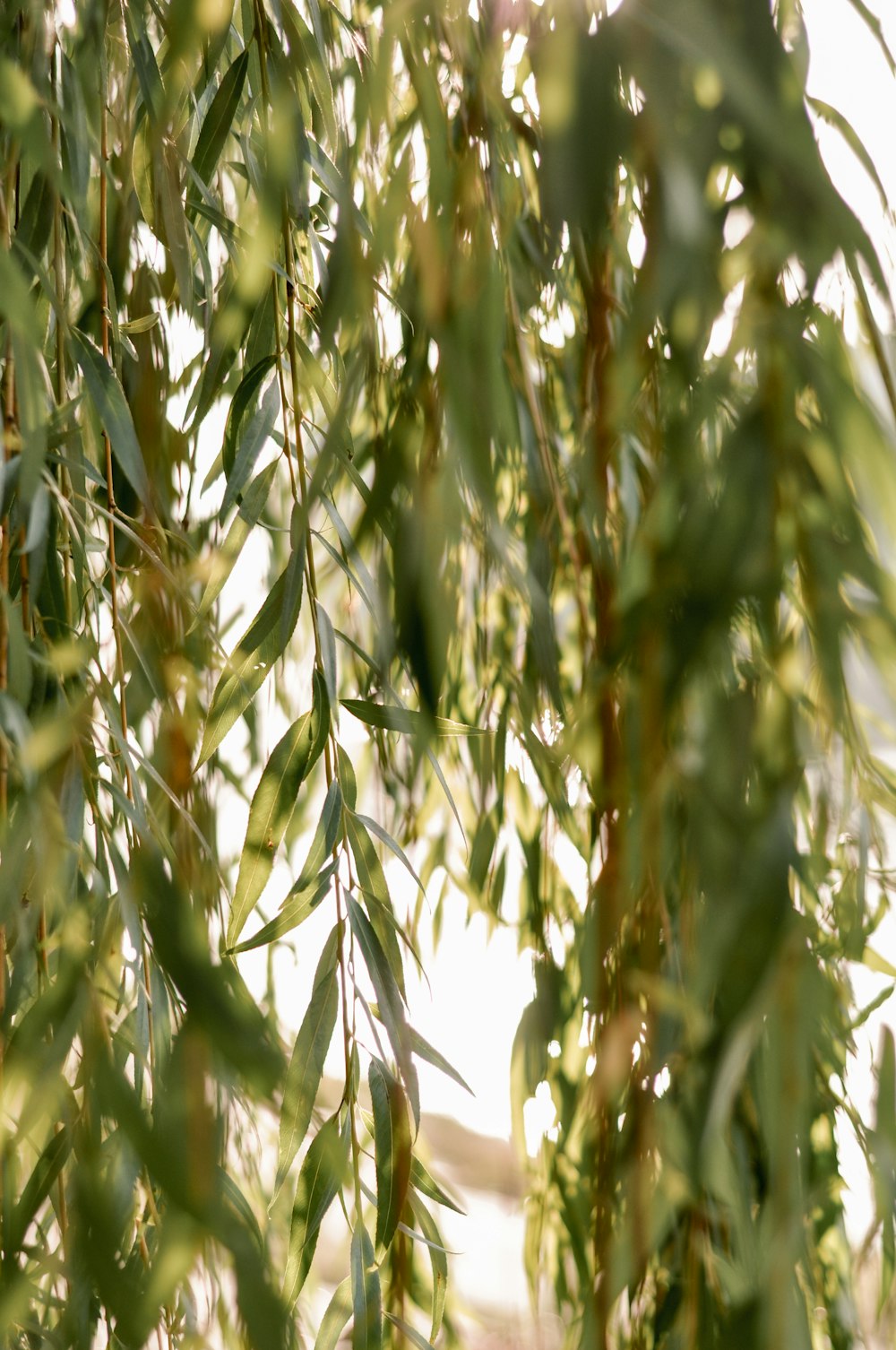 green and brown leaf tree