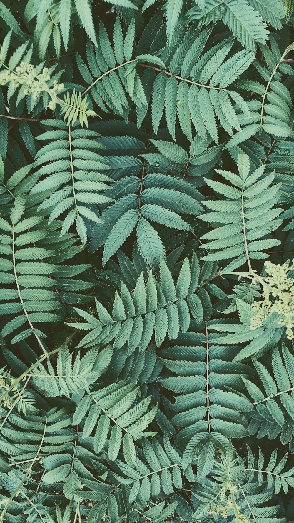 green and white plant during daytime