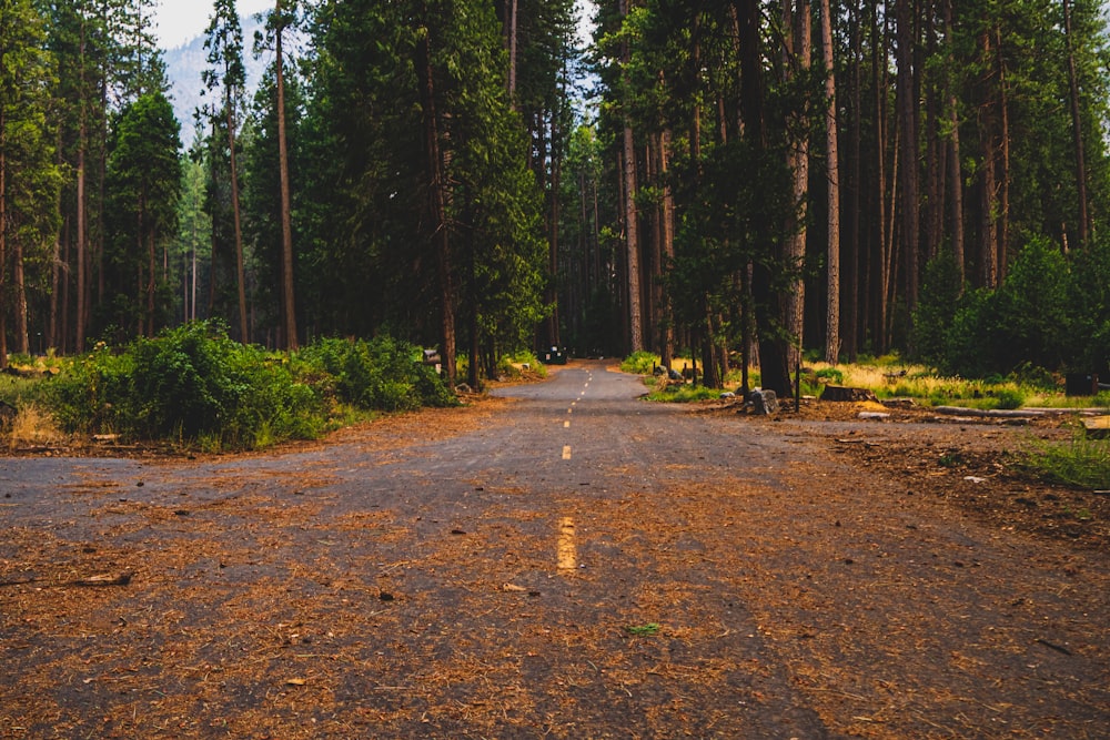日中の緑の木々の間の茶色の未舗装の道路