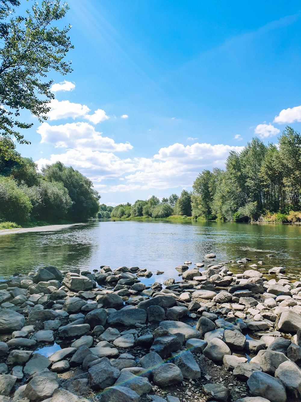 green trees beside river during daytime