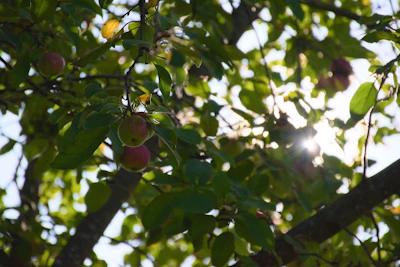 Sunlight filtering through apple trees heavy with ripe fruit on the homestead.