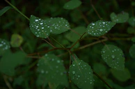 Raindrops sparkling on fresh leaves after a monsoon shower in Kodaikanal