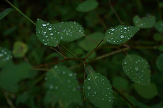 Raindrops sparkling on fresh leaves after a monsoon shower in Kodaikanal