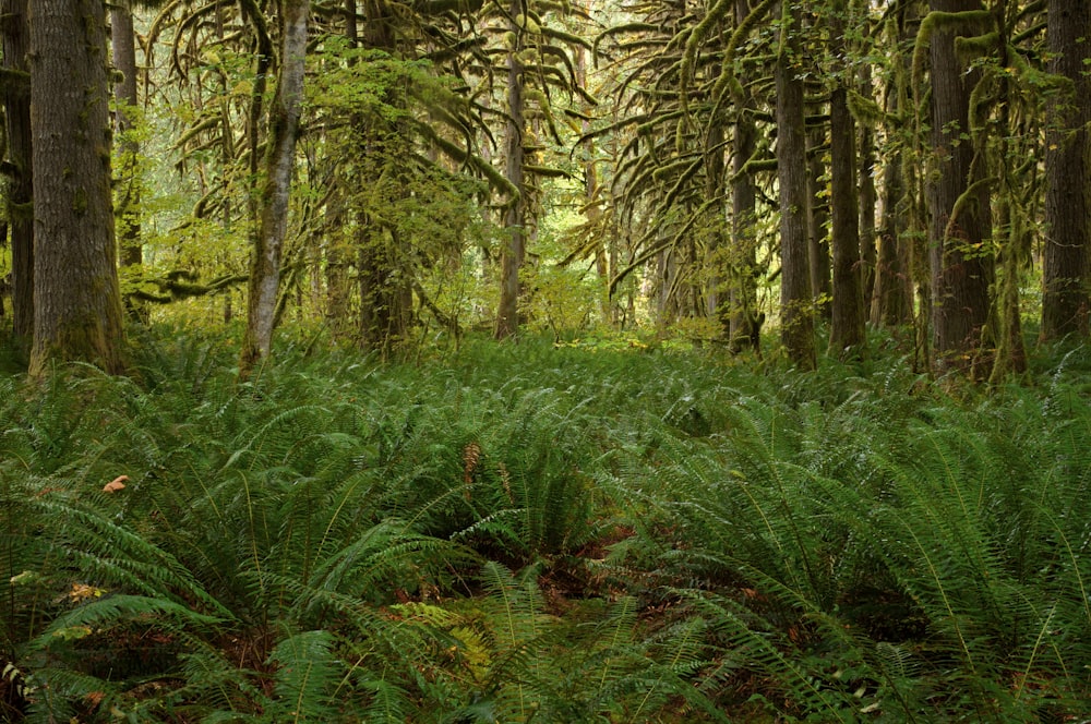 green grass and brown trees