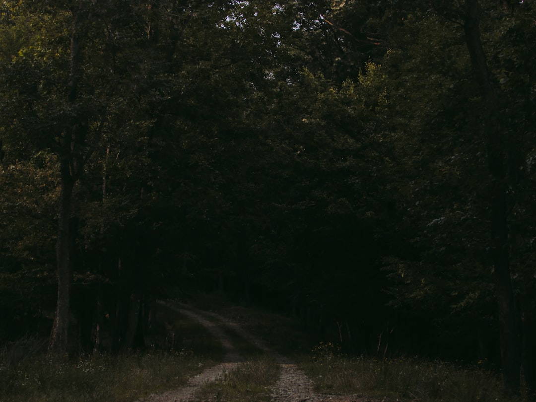 Forest photo spot Gora Moslavačka Medvednica