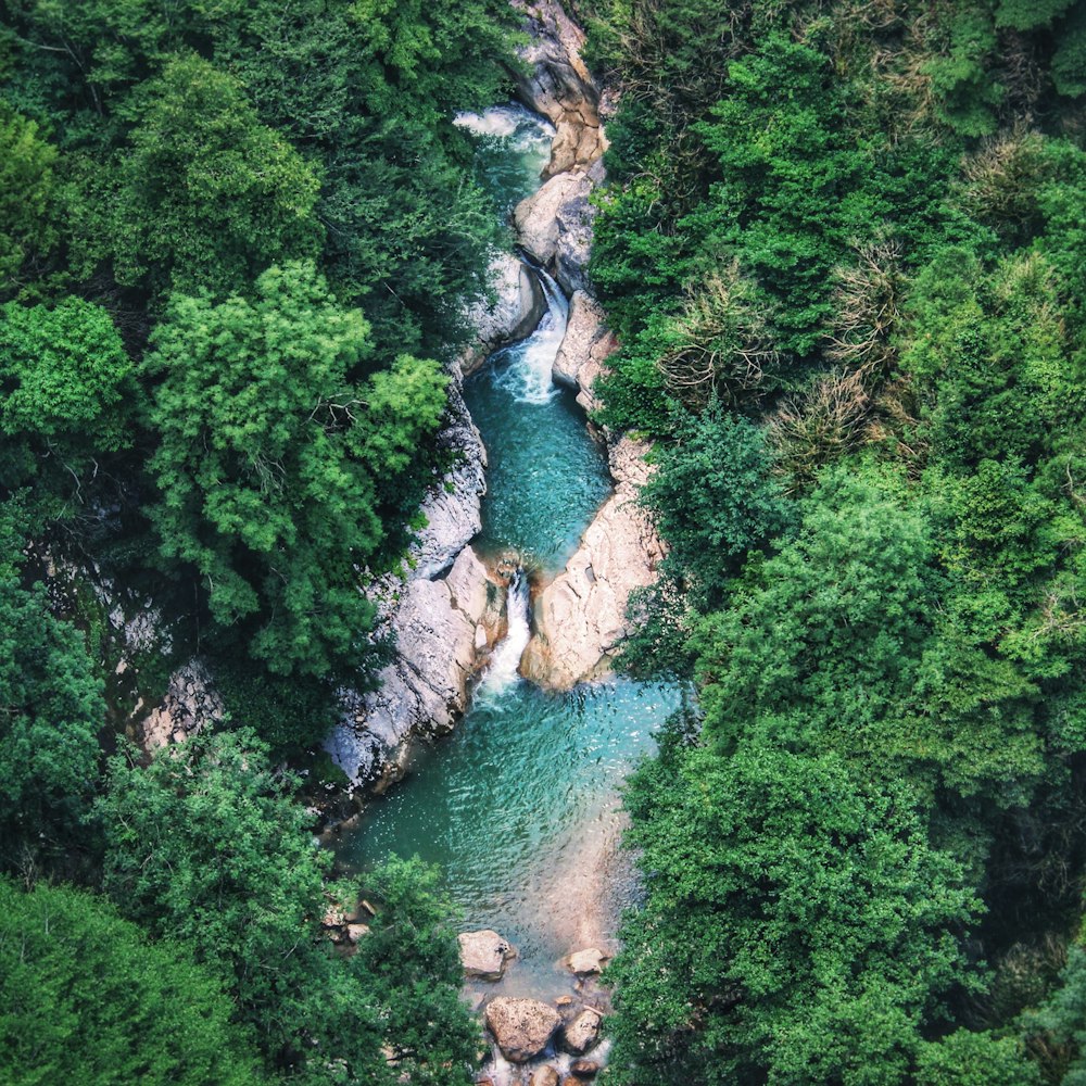 river in the middle of green trees