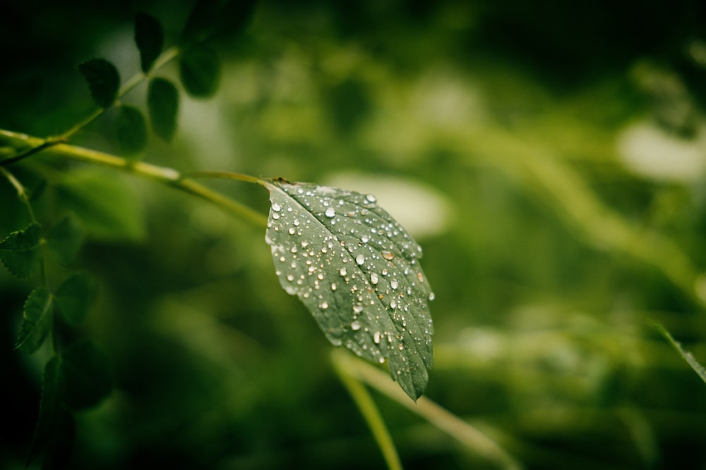 green leaf with water droplets