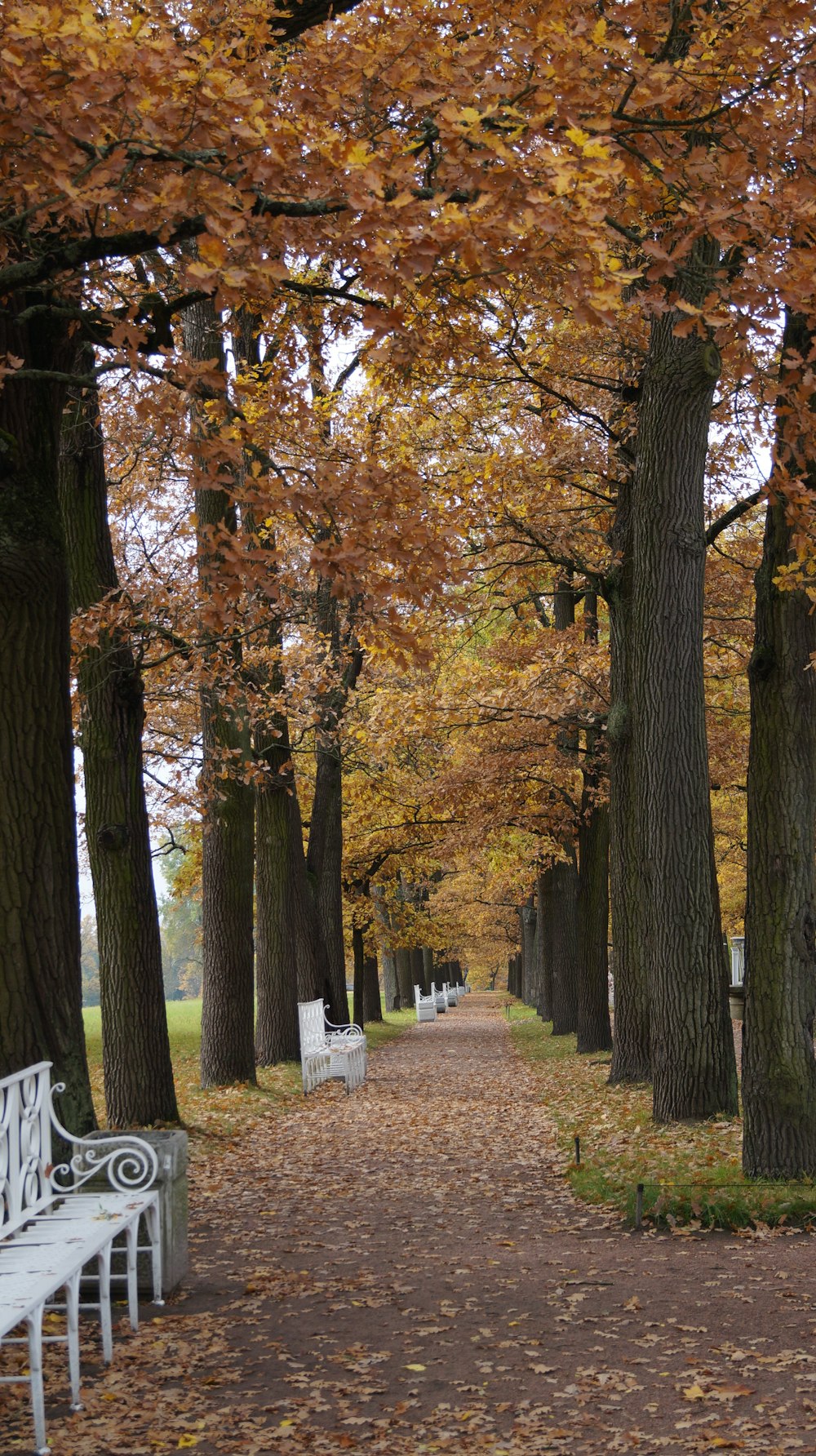 brown and yellow leaf trees