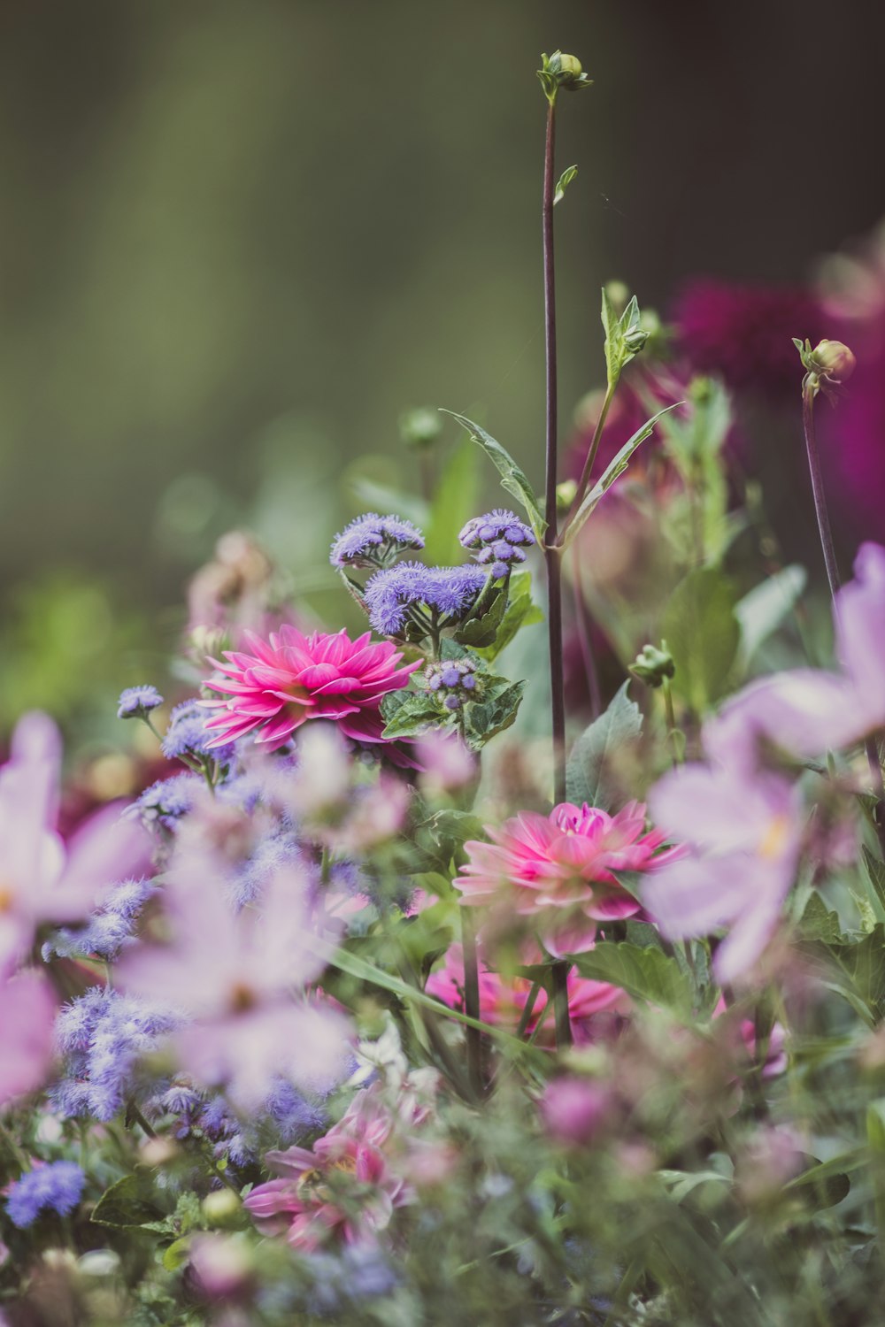 purple and white flowers in tilt shift lens