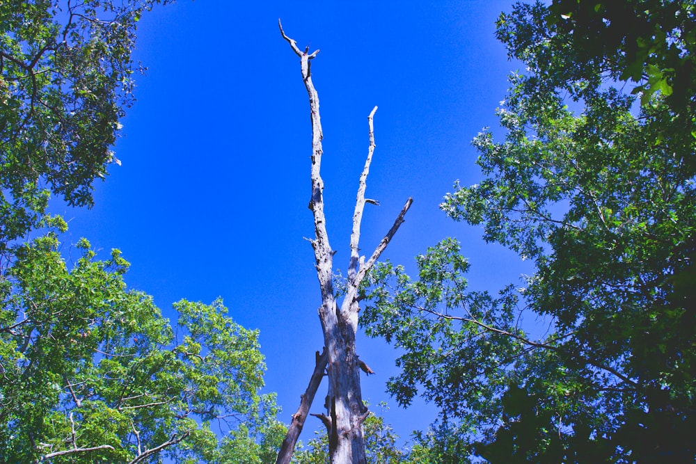 green tree under blue sky during daytime