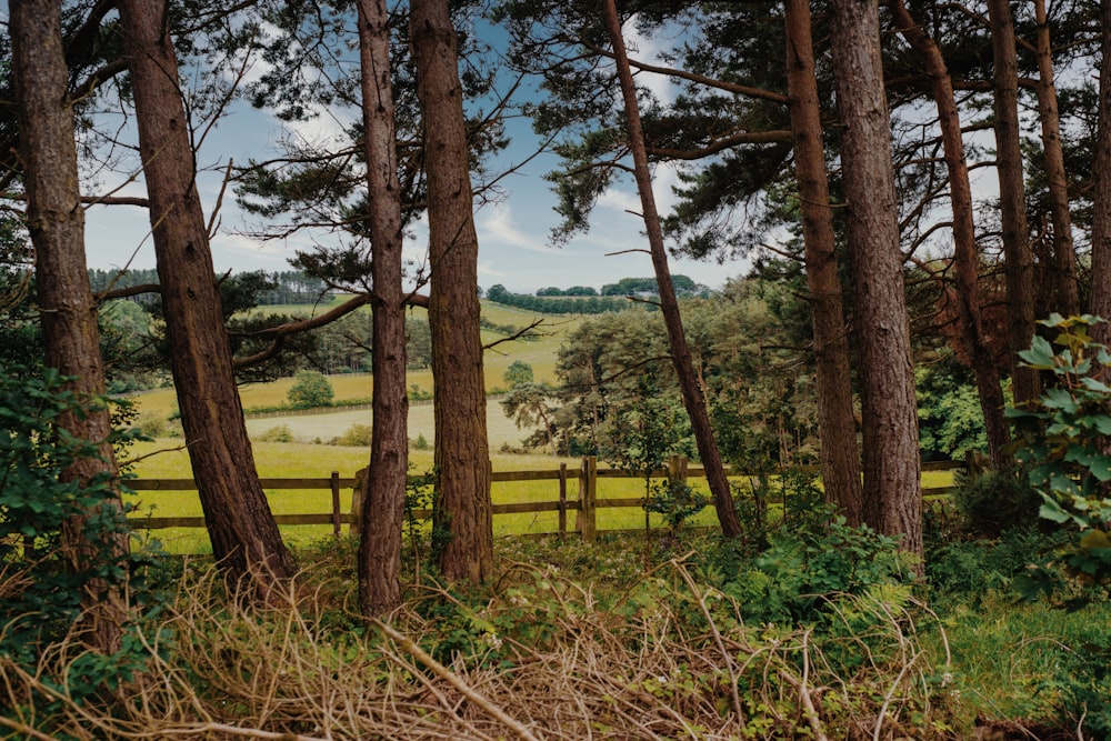 brown wooden fence on green grass field during daytime