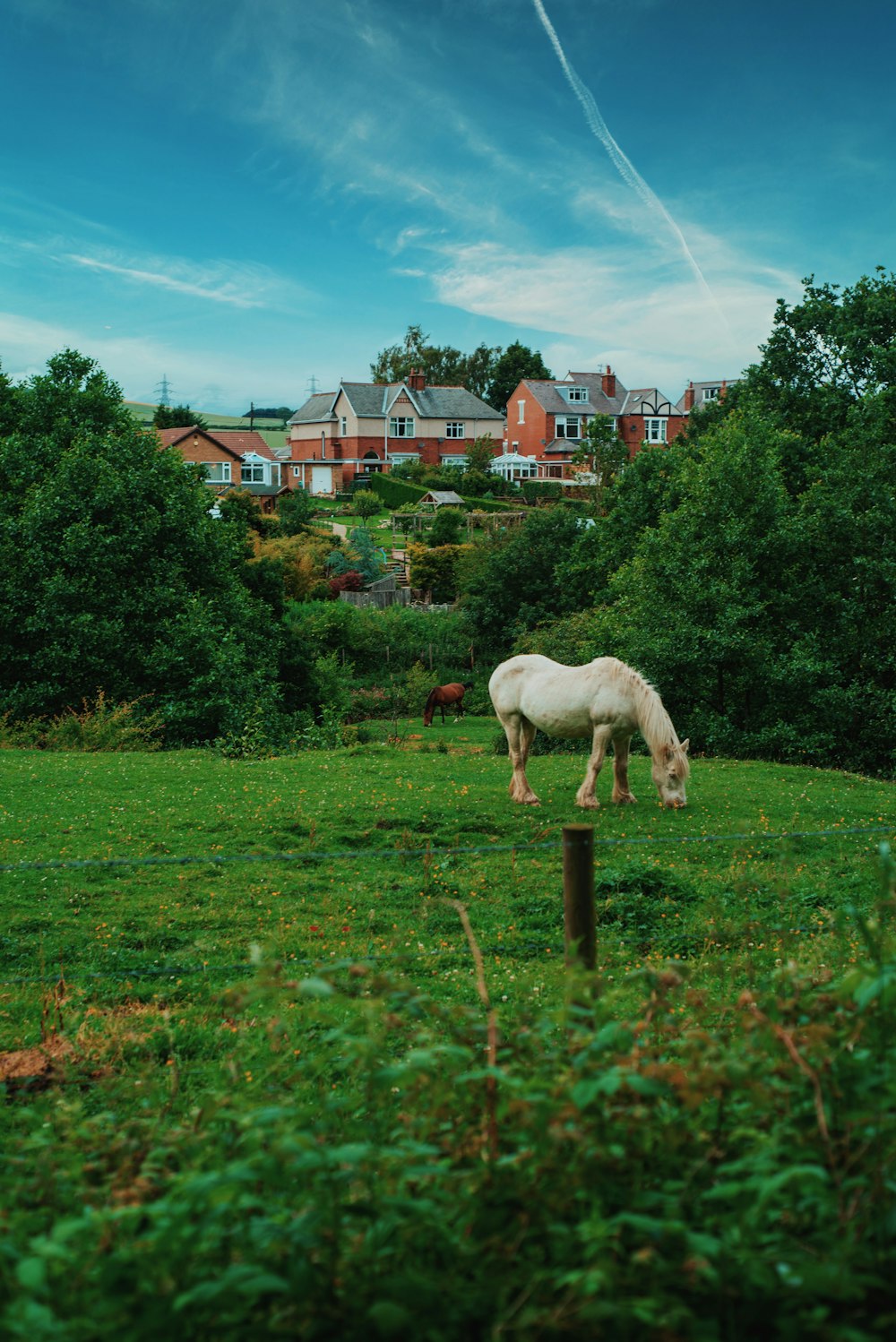 white sheep on green grass field during daytime