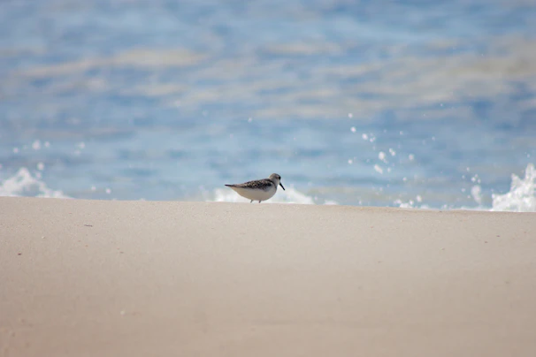 Wildlife rescue volunteers carefully releasing a rescued bird back into its natural habitat on a sandy beach.