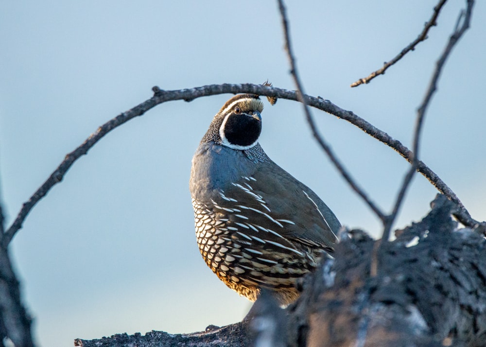 black and white bird on tree branch during daytime