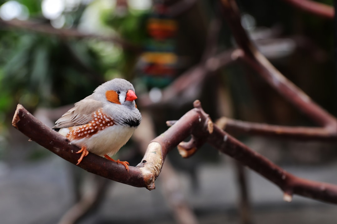 Wildlife photo spot Vancouver Victoria Butterfly Gardens