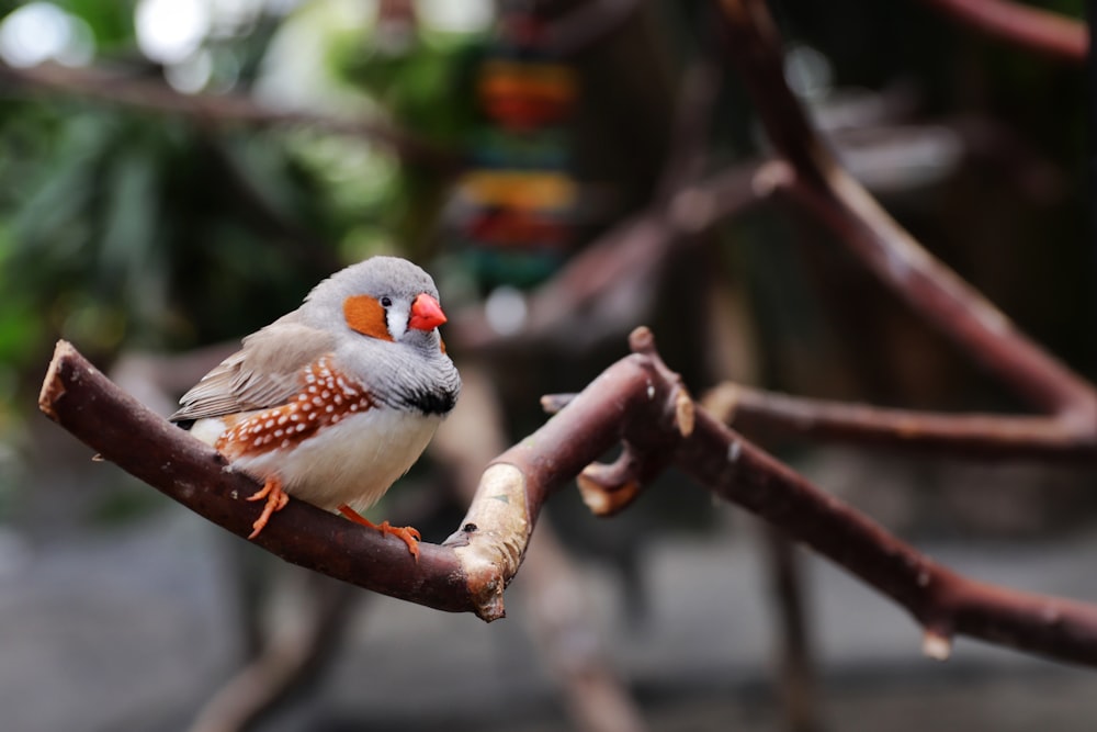 Pájaro blanco y gris en rama de árbol marrón