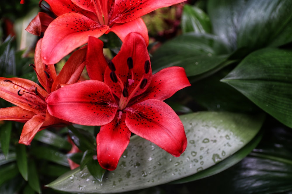 red flower in green leaves