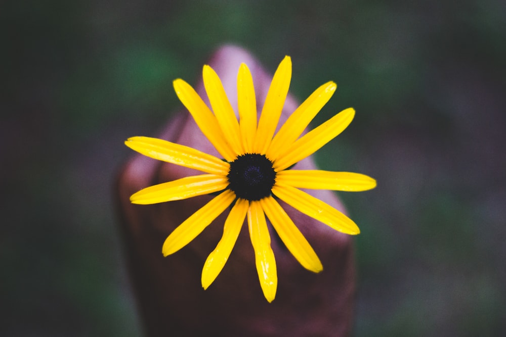 yellow flower in tilt shift lens