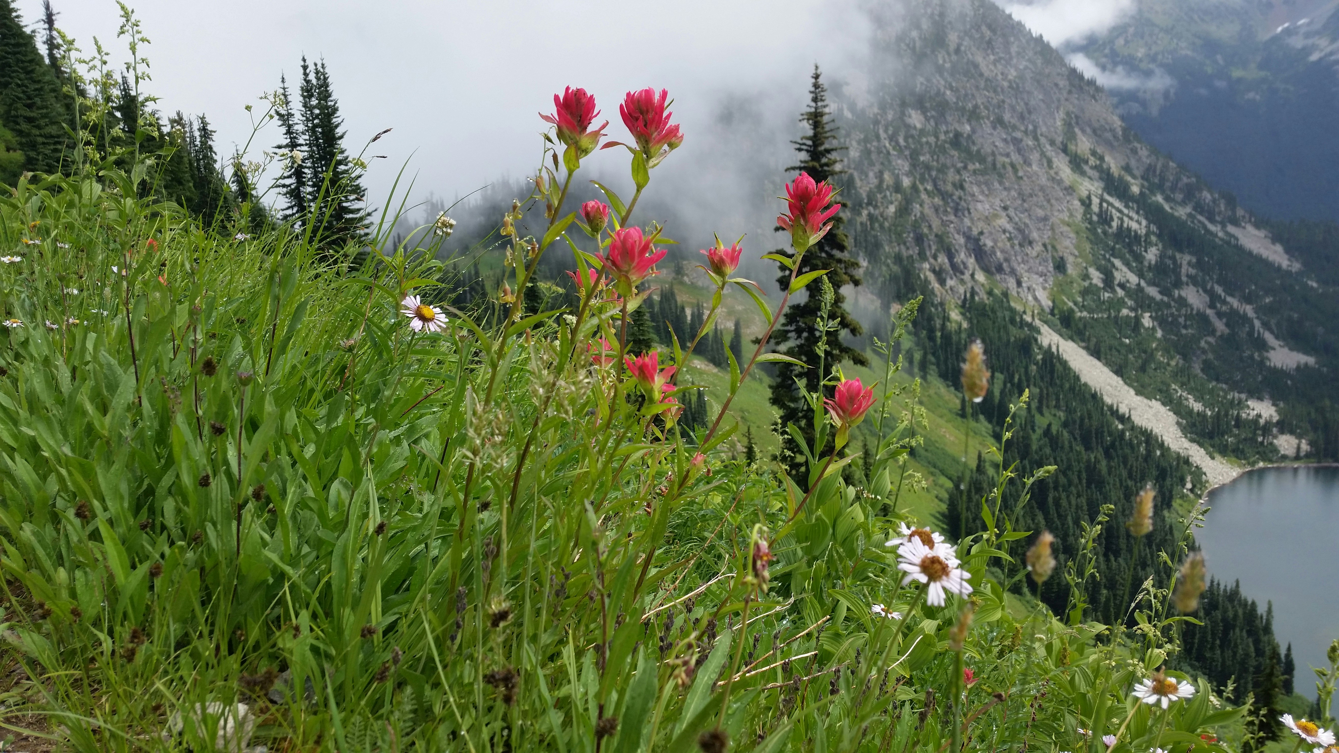 red and white flowers on green grass field near mountain during daytime, 