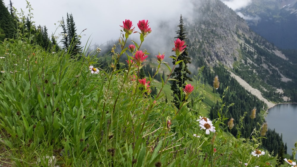 red and white flowers on green grass field near mountain during daytime