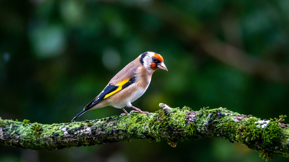 pájaro amarillo blanco y negro en la rama del árbol